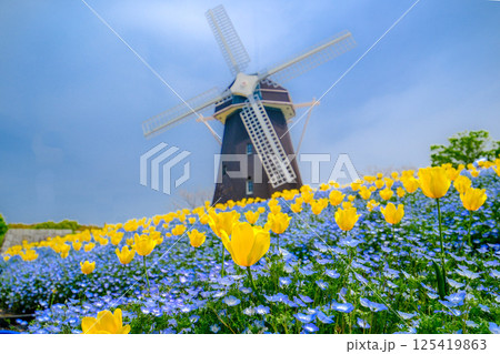 風車とネモフィラの丘 125419863
