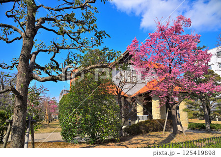 《愛知県》春の文化のみち二葉館(旧川上貞奴邸)とオオカンザクラ 《愛知県》春の文化のみち二葉館(旧川上貞奴邸)とオオカンザクラ 125419898