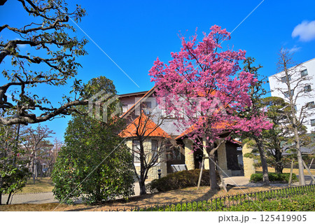《愛知県》春の文化のみち二葉館（旧川上貞奴邸）とオオカンザクラ 125419905