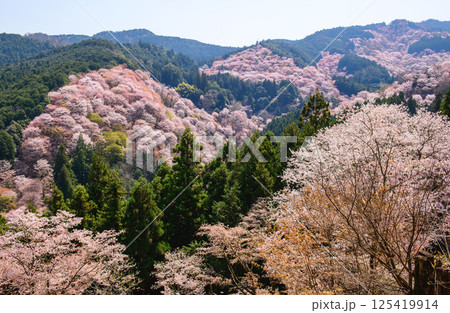 爽やかな春を迎えた吉野山　一目千本　吉水神社より　奈良県 125419914