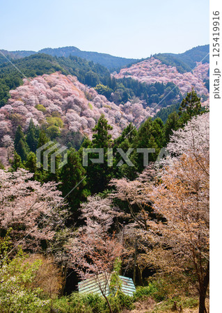 爽やかな春を迎えた吉野山　一目千本　吉水神社より　奈良県 125419916