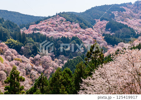 爽やかな春を迎えた吉野山　一目千本　吉水神社より　奈良県 125419917