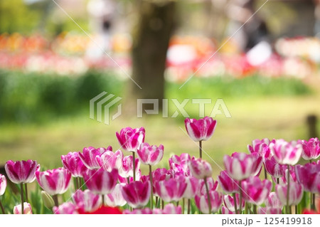 公園に咲くチューリップの花 125419918