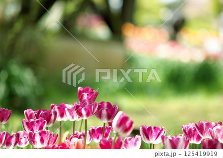 公園に咲くチューリップの花 125419919