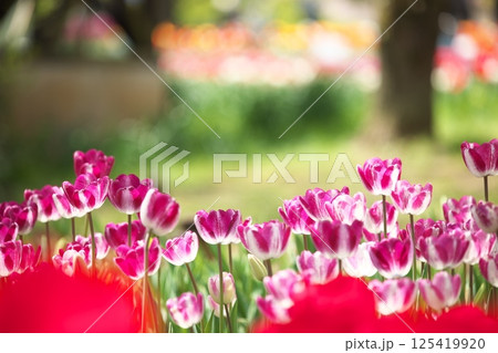 公園に咲くチューリップの花 125419920
