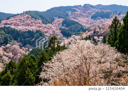 吉水神社より 一目千本の絶景 奈良県吉野山 吉水神社より 一目千本の絶景 奈良県吉野山 125420404
