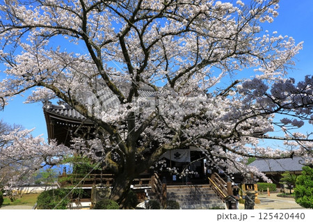 明日香村 橘寺 満開の桜 明日香村 橘寺 満開の桜 125420440