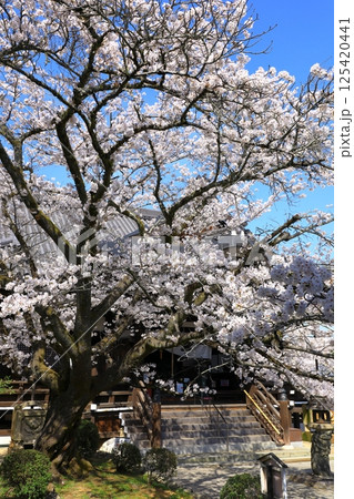 明日香村　橘寺　満開の桜 125420441
