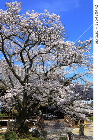 明日香村　橘寺　満開の桜 125420442