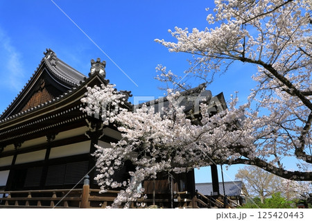 明日香村 橘寺 満開の桜 明日香村 橘寺 満開の桜 125420443