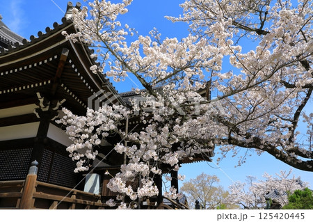 明日香村　橘寺　満開の桜 125420445