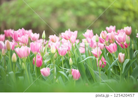 春の花壇に咲く満開の淡いピン黄色のチューリップ 春の花壇に咲く満開の淡いピン黄色のチューリップ 125420457