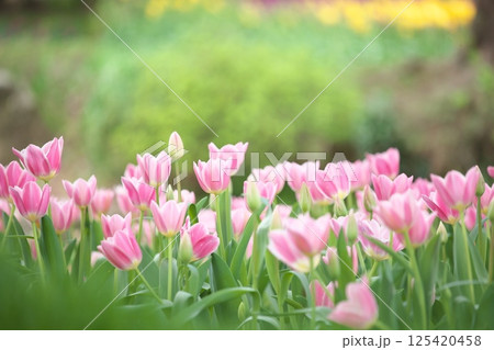 春の花壇に咲く満開の淡いピン黄色のチューリップ 春の花壇に咲く満開の淡いピン黄色のチューリップ 125420458