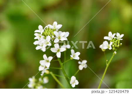 コンロンソウ コンロンソウ 125420479