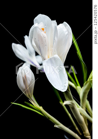 White Crocus Blooms Against Stark Black, Dew-Kissed and Delicate 125420576