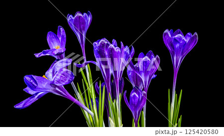 Vivid Purple Crocus Blooms Against Black, Dew-Kissed Spring Flowers 125420580