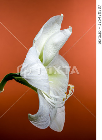 White Amaryllis Flower with Dew Drops on red Background White Amaryllis Flower with Dew Drops on red Background 125420587