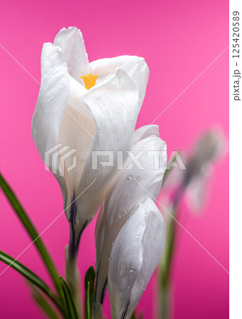 White Crocus Flowers with Water Drops on Bright Pink 125420589