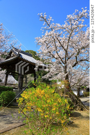 明日香村　橘寺　満開の桜 125420647