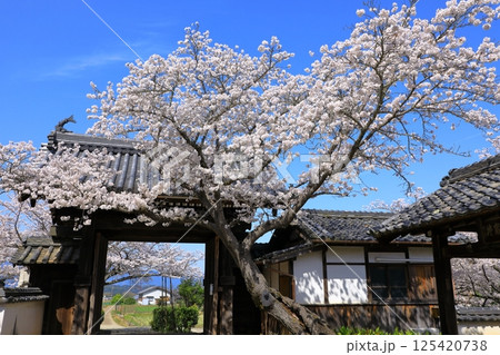 明日香村 橘寺 満開の桜 明日香村 橘寺 満開の桜 125420738