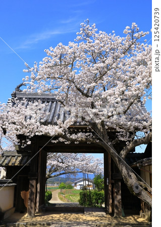 明日香村　橘寺　満開の桜 125420739