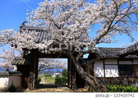 明日香村　橘寺　満開の桜 125420741