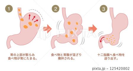 胃が食べ物を消化する仕組みの説明図 125420802
