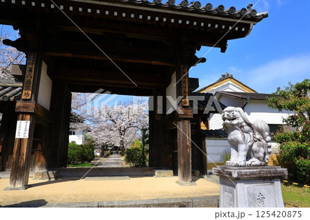 明日香村　橘寺　満開の桜 125420875