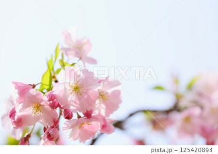 淡いピンクの思川桜のクローズアップ 【空背景】 【青空背景】 125420893