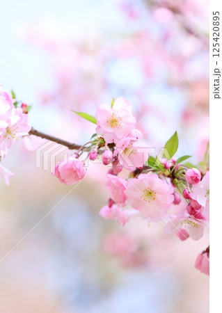 淡いピンクの思川桜 【背景ボケ】 【背景ぼかし】 淡いピンクの思川桜 【背景ボケ】 【背景ぼかし】 125420895