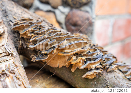 Cluster of Turkey Tail mushrooms growing on a decaying log. Concept of forest ecosystem, biodiversity, and natural decomposition process. 125422081