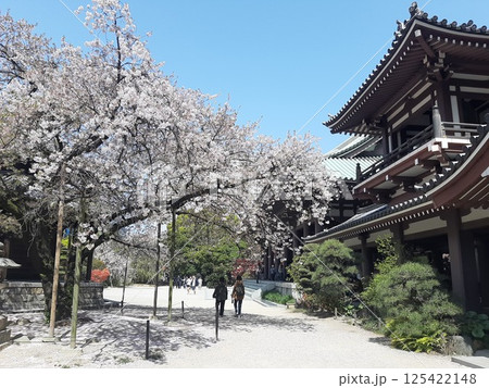 桜の木　桜　寺と桜　寺 125422148
