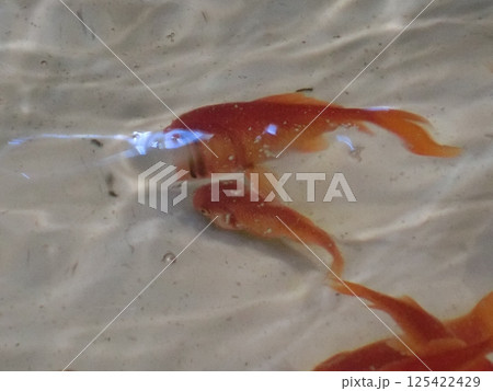 金魚の背景-1 金魚の背景-1 125422429