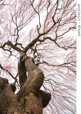 常光寺の枝垂れ桜を下から見上げる 125423048