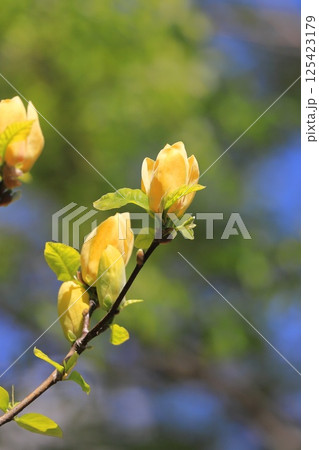 黄花木蓮（キバナモクレン）の花 125423179