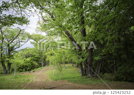 新緑の登山道 新緑の登山道 125423252