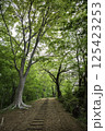 新緑の登山道 125423253