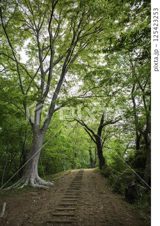 新緑の登山道 新緑の登山道 125423253