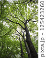 新緑の登山道 125423260
