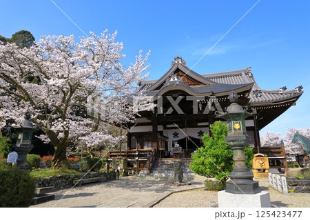 明日香村　橘寺　満開の桜 125423477