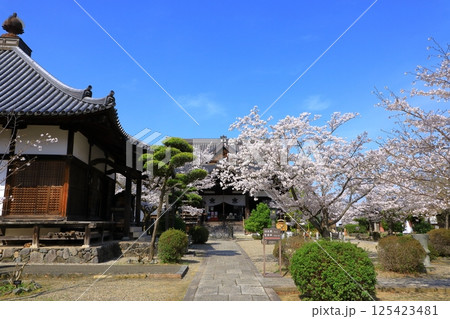 明日香村 橘寺 満開の桜 明日香村 橘寺 満開の桜 125423481