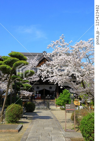 明日香村 橘寺 満開の桜 明日香村 橘寺 満開の桜 125423482