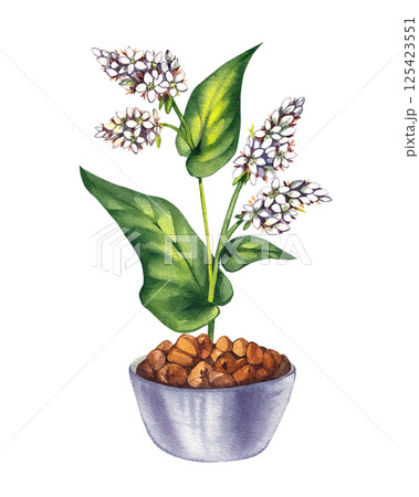 Buckwheat plant watercolor hand drawn Buckwheat plant watercolor hand drawn 125423551