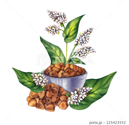 Buckwheat plant watercolor hand drawn 125423552