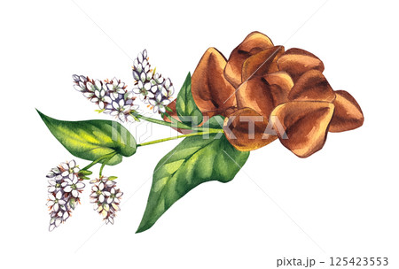 Buckwheat plant watercolor hand drawn 125423553