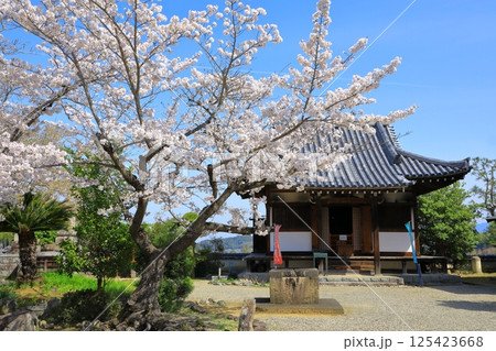 明日香村　橘寺　満開の桜 125423668