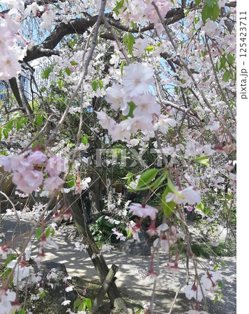 桜　観光地　ピンクの花　日本 125423711