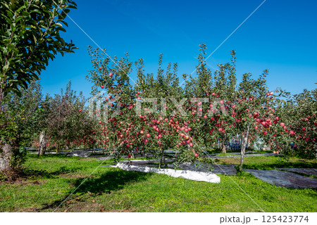 【青森県弘前市りんご】岩木山麓津軽の秋、りんご園は収穫中 125423774
