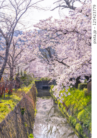 京都　桜満開の白川疏水通り（哲学の道） 125423779