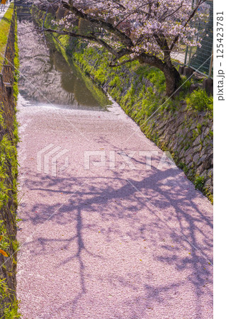 京都　哲学の道の花筏 125423781